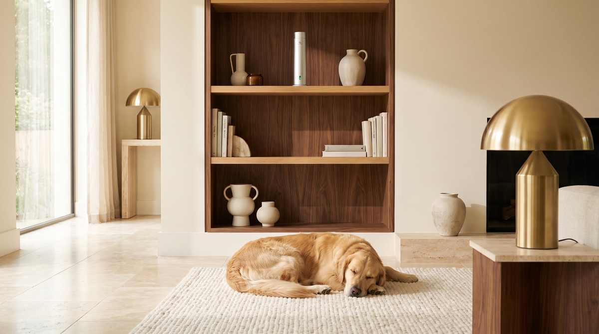 Matte silver Pure One diffuser placed high on a bookshelf while a golden retriever sleeps on the rug below